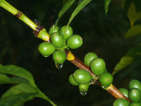 Green coffee cherries receive a drink from the daily rain.