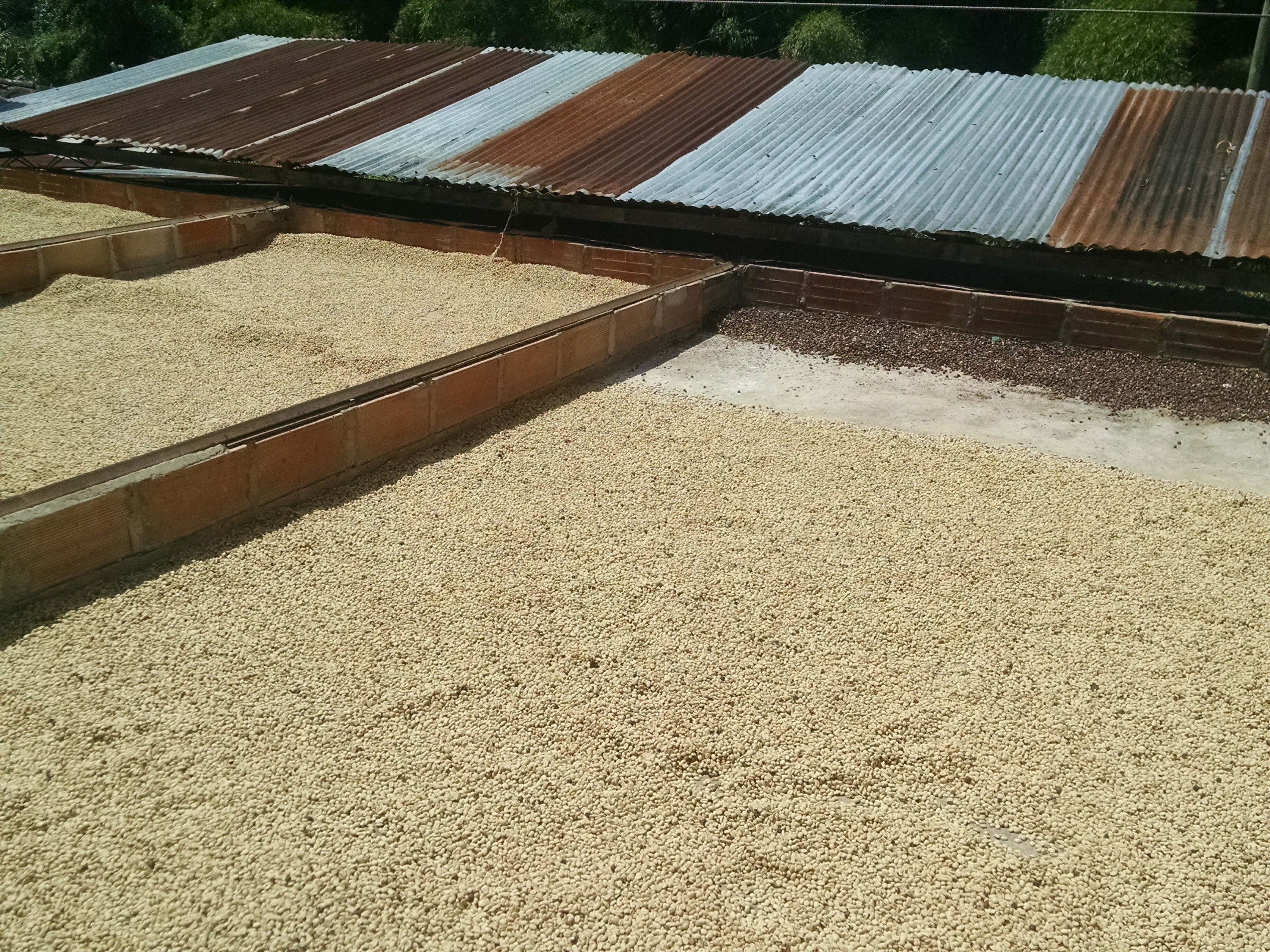 La Arboleda's sun drying space. They are on roofs of the millings.