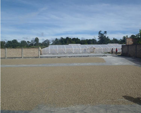 After beans are peeled, sorted and washed, they are spread out to dry on large patios