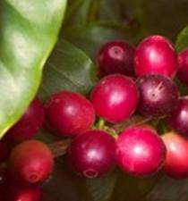 Ripe Arabica cherries, perfect for picking