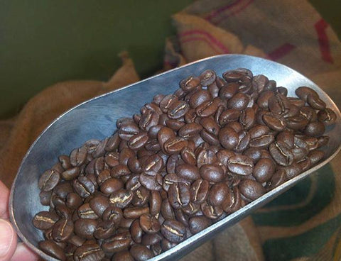 FosterHobbs Coffee Roaster Shows Scoop of Just Roasted Coffee Beans