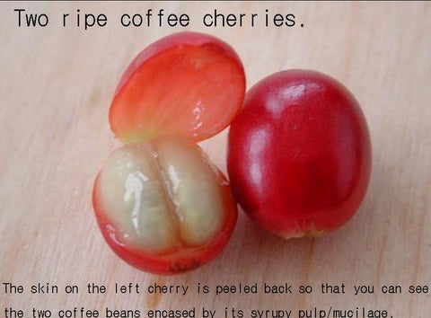 Two Ripe Cherries -  One With Its Skin Peeled to Expose the Coffee Seeds Surrounded in Their Pulp