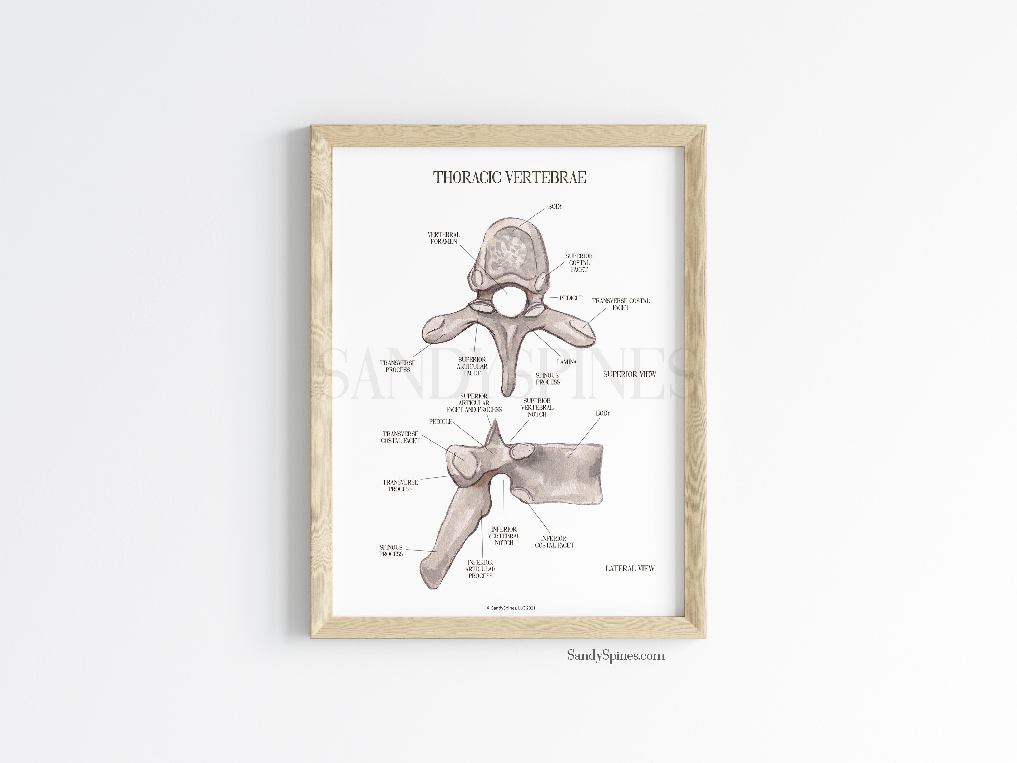 Thoracic Vertebra Labeled Poster Sandyspines 1070