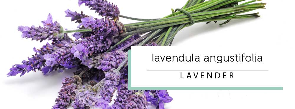 Learn more about organic French Lavender Essential Oil