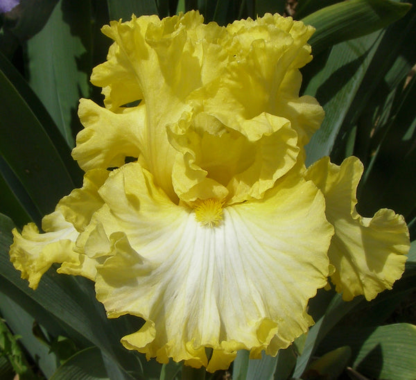 Carpe Diem Sutton Iris 