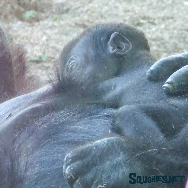 Week Old Gorilla -  San Diego Zoo