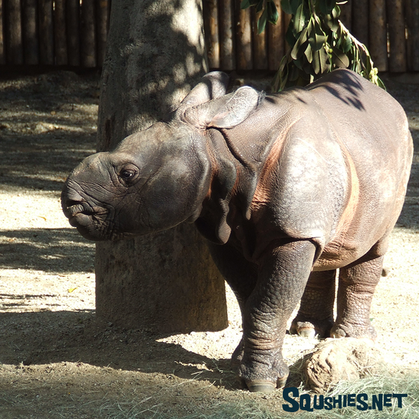 Baby Greater One Horned Rhino - San Diego Zoo Safari Park