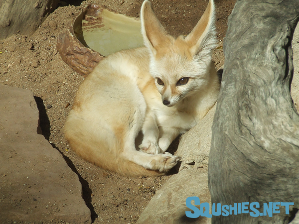 Fennec Fox