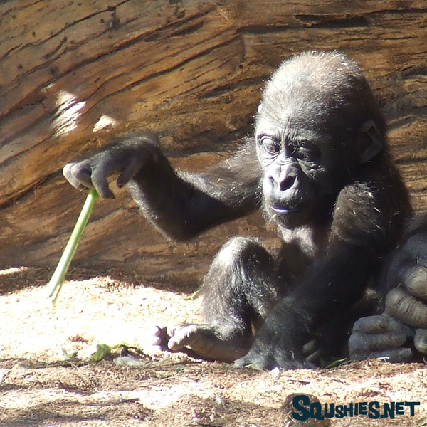 Young Gorilla Playing - San Diego Zoo Safari Park