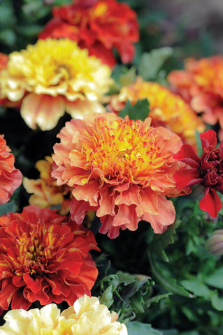 Tagetes Strawberry Blonde