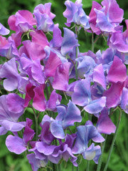 LUKTÄRT 'Blue Shift'