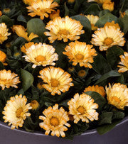 RINGBLOMMA, LÅG 'Apricot Daisy'