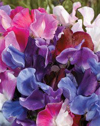 LUKTÄRT 'Melody Mixed'