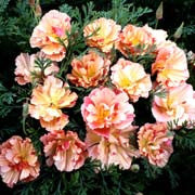SÖMNTUTA 'Thai Silk Appleblossom Bush'