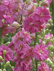 RIDDARSPORRE 'Red Striped'