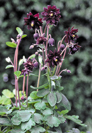 AKLEJA 'Black Barlow'
