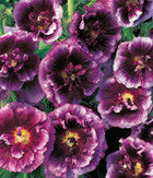 STOCKROS 'Blackcurrant Whirl'