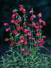 PENSTEMON 'Sunburst Ruby'
