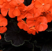 PELARGON, SVARTBLADIG 'Black Velvet Red' F-1
