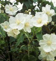 LAVENDELMALVA