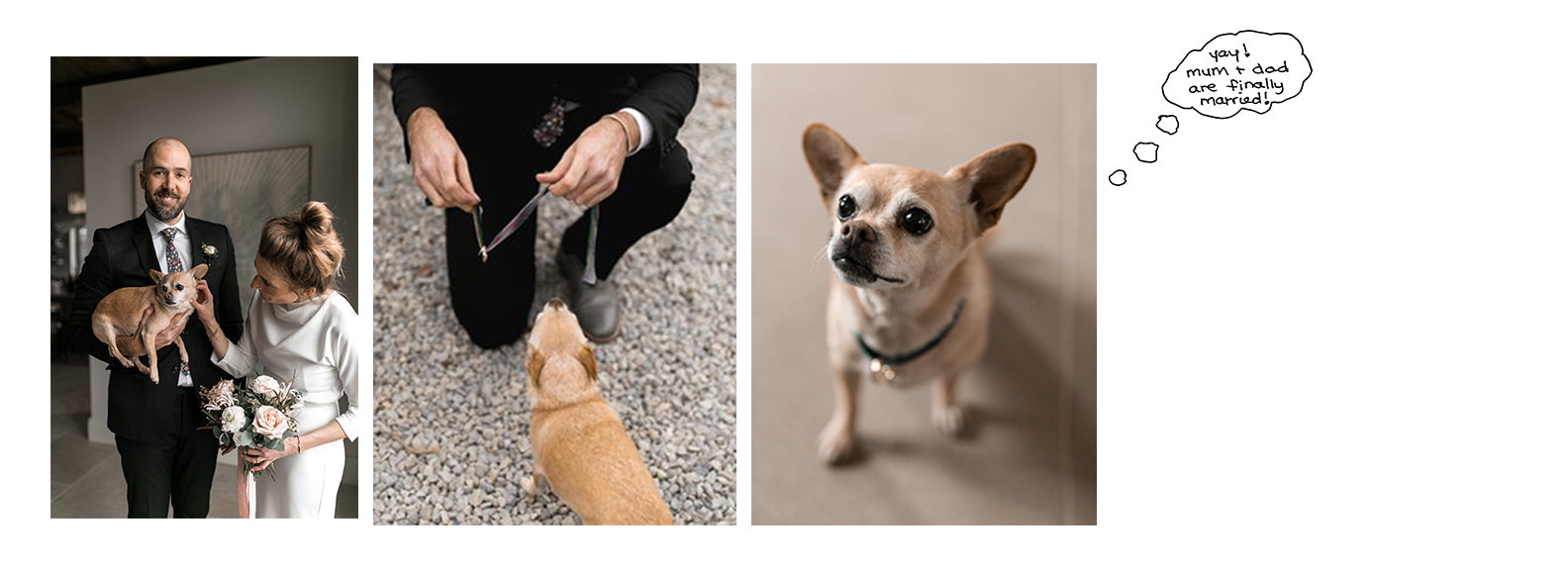 ring bearer dog