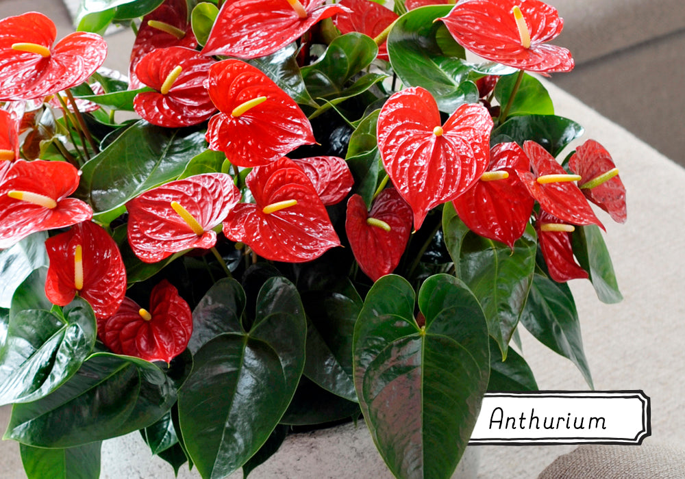 Anthurium plant