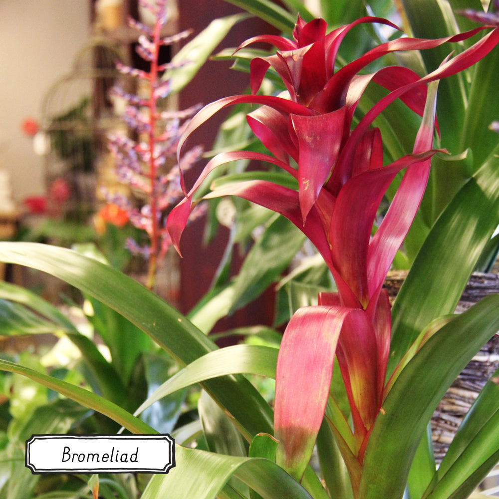 Bromeliad plant