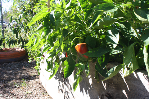 Our Garden