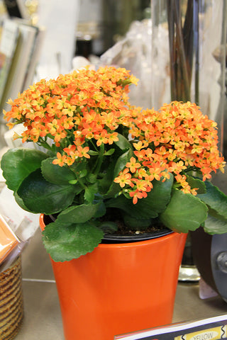 Orange Vase and Flowers