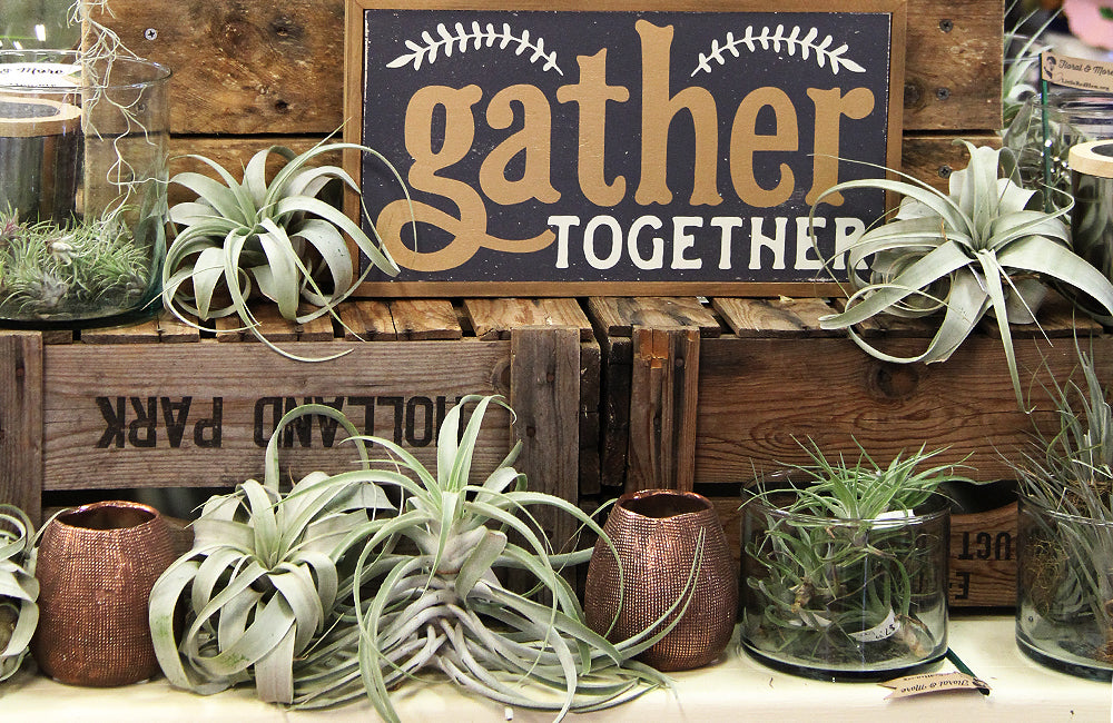 Display of air plants and Gather Together sign