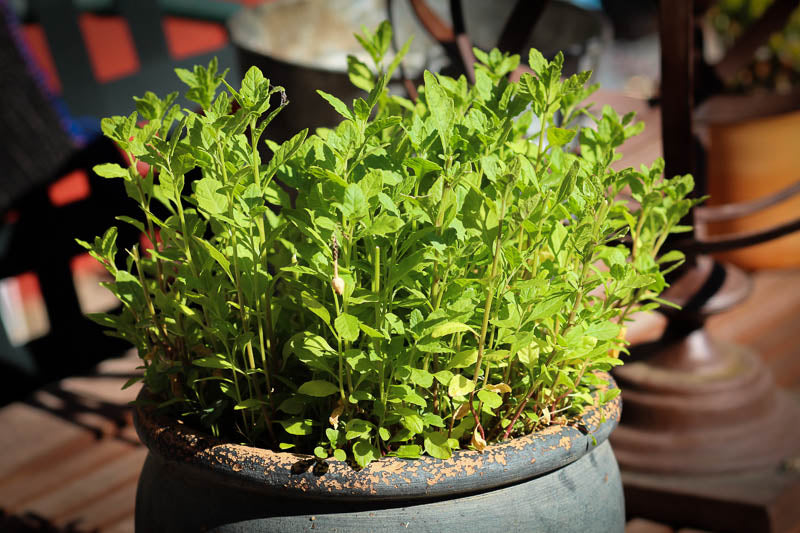 Rancho Gordo Cooking Main Dishes Recipe for Cakebread Cellars’ Braised Beef with Heirloom Beans made with Rancho Gordo dried heirloom Yellow Indian Woman Beans and Mexican Oregano sprinkled with epazote like that pictured here growing in a pot