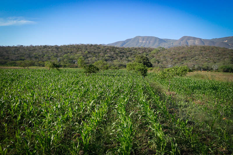 Rancho Gordo Cooking Sides Recipe inspiration for Corn Relish seasoned to perfection with Rancho Gordo Flor de Sal