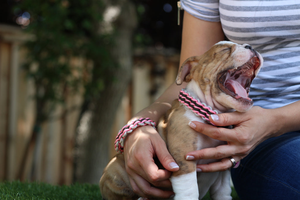 Bulldog Paracord Collar 