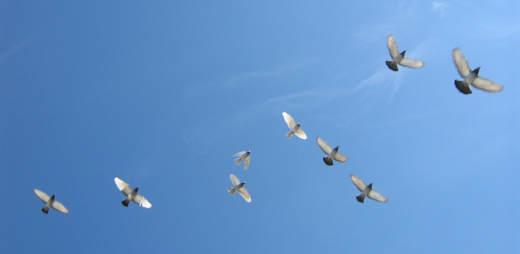 Birds flying in the sky Wikicommons Nasser Akabab