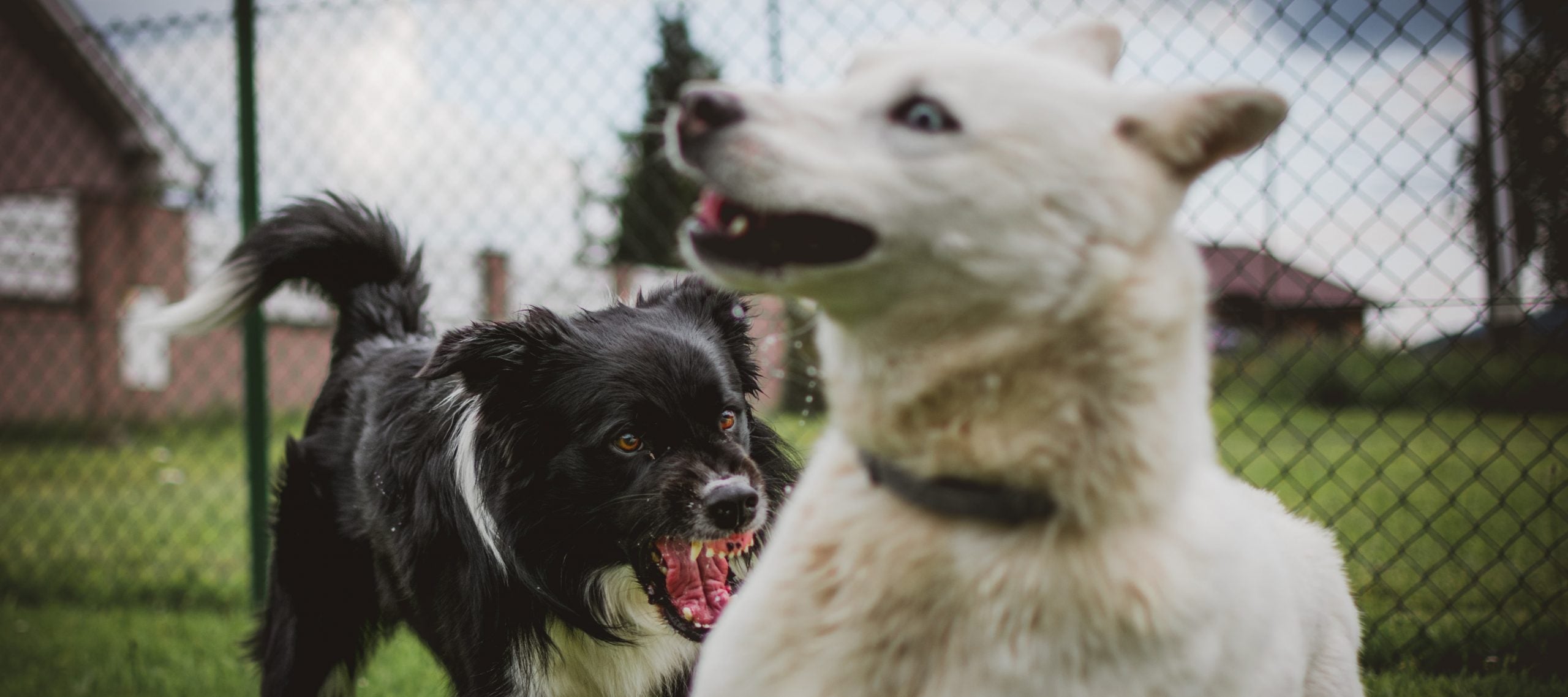 what is aggressive dog behavior