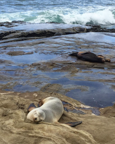 La jolla, SoCal