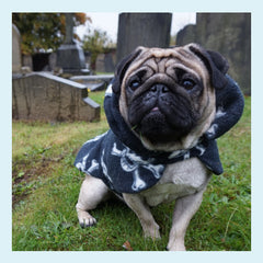 Vinny The Vampire Pug (Simplicity Pattern 1271) - Doggy Halloween Costume