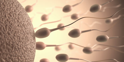 Sperm Viability