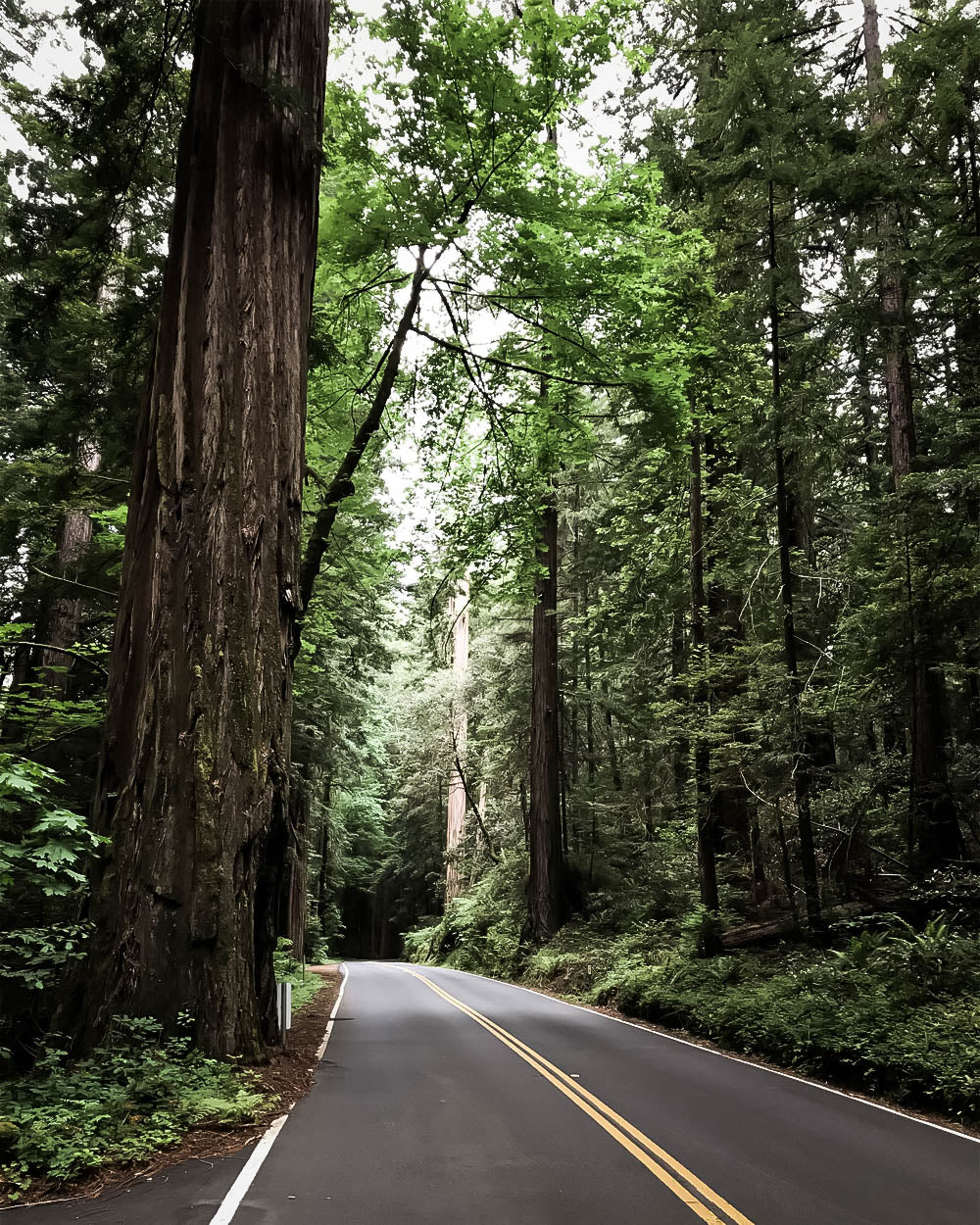 Avenue of the Giants Redwoods