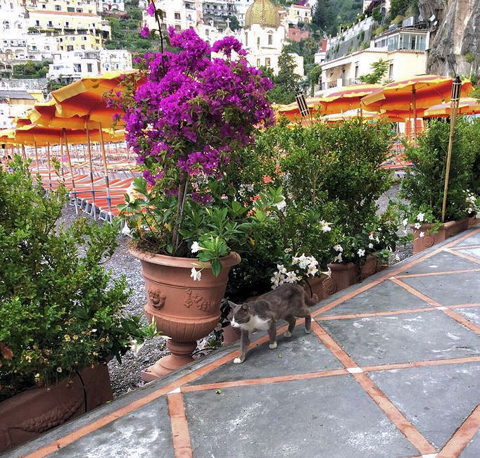 positano cat