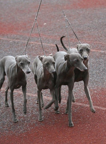 large italian greyhound