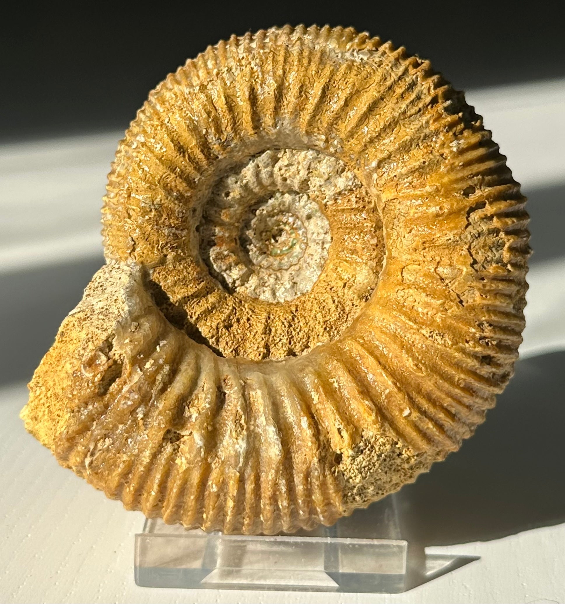 STEPHANOCERAS AMMONITE – Charmouth Fossils