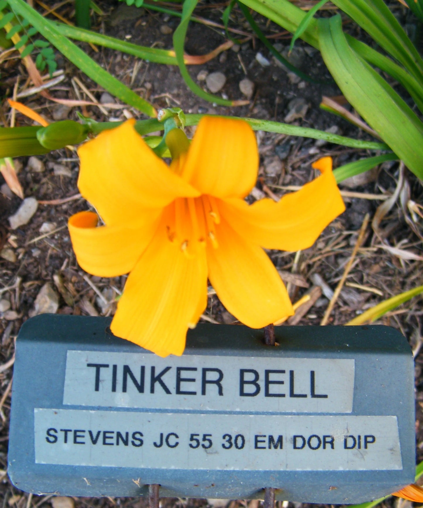 TINKER BELL