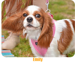 The CoatHook undercoat pet comb works on King Charles spaniel dog