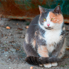 feral cat