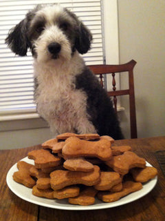bearded collie with dog cookies