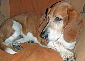 annie the basset hound