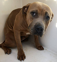 Shelter dog at BarkTown Dog Rescue