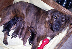 Mother dog nursing pups