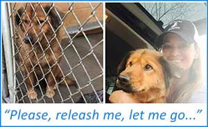 CoatHook Pet Comb to Support Releash Atlanta Georgia Dog Rescue